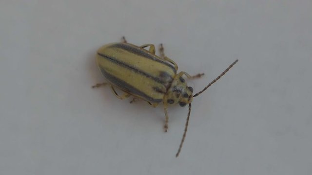 Macro footage of green little scleroderma domesticus in white background