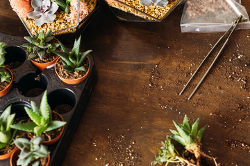 Decor specialist workplace. Top view of succulents in pots and vases, tweezers and soil on wooden surface.