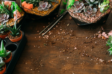 Home gardening business. Top view of succulents growing in glass vases and pots. Soil scattered on wooden surface.