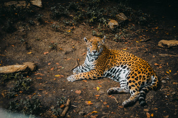 Jaguar lying down looking at you