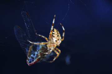 dragonfly in a spider's net