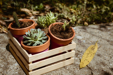 group of succulents in pots on a wooden box