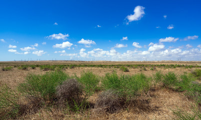 Obraz premium Camel thorn bushes in the steppe
