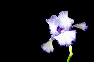 Large purple-white iris on a  black background.