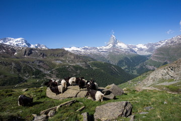 Matterhorn wandern mit Walliser Schwarzhalsziegen - 284271859