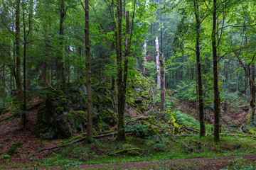 Th&uuml;ringer Wald Vessertal Urwald Biosph&auml;renreservat Suhl Vesser Bergbach