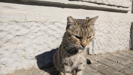  Beautiful cute street cat portrait close up