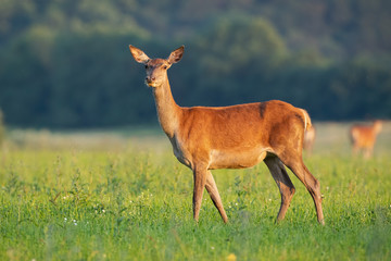 Side view of tender red deer, cervus elaphus, hind standing on a hay field facing camera in summer at sunrise. Low angle of elegant female deer animal in the peaceful wild listening with ears ready.