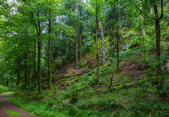 Thüringer Wald Vessertal Urwald Biosphärenreservat Suhl Vesser Bergbach