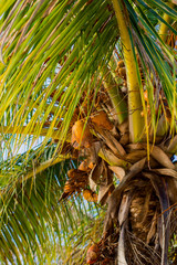 Coconut palms on the Caribbean.