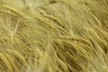 Yellow ripe tasty wheat field farming seed