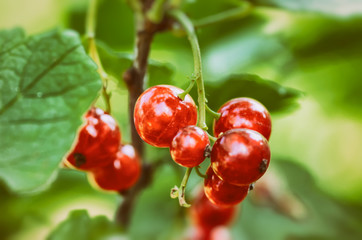 Red currant