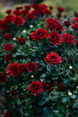 red flowers in the garden