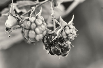 Raspberry in black and white