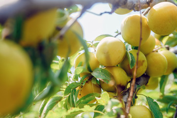Plum tree with juicy fruits on sunset light