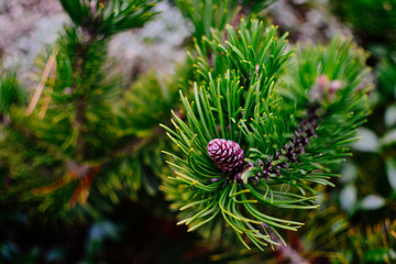 pine tree branch with cones