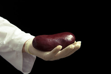 kidney transplant surgery concept. real kidney is in hands of transplant surgeon. cadaver, donor...