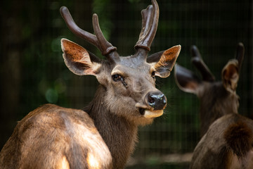 Closeup lovely one curious male deer looking at camera in the zoo.