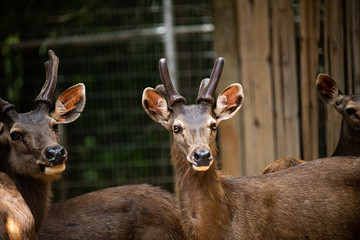 Closeup lovely two curious male deers looking at camera in the zoo.