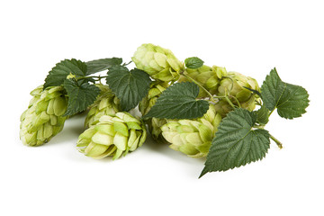 Fresh hop cones on a white background