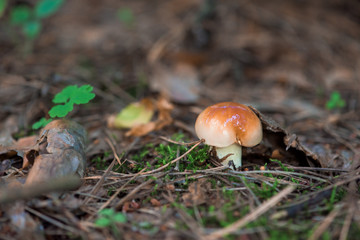 fungi in the coniferous forest, boletus are edible. macro photo