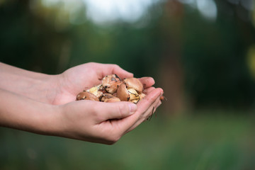 mushrooms in the girl's hand . vertical photo
