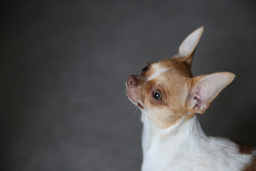  Portrait of a Chihuahua puppy. The puppy is six months old.