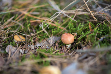 mushrooms in the coniferous forest to the South.  macro photo