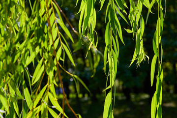 the branches of the willow in the sun