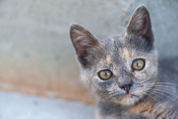 the muzzle of a kitten close-up. red eyes clear kitten