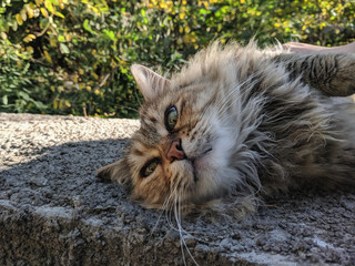  Beautiful cute street cat portrait close up