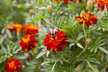 A bumblebee on a orange flower tagetes
