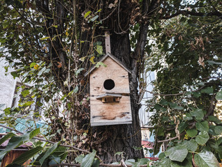 birdhouse on a tree