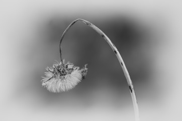 A lone dandelion