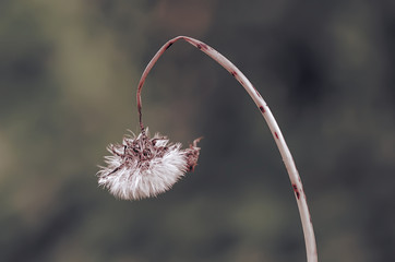 A lone dandelion