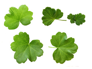 Set of geranium green leaves isolated on white