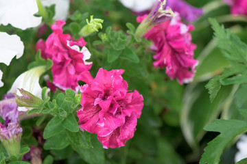 Petunia flowers in a flower bed in dew drops on the petals. close up