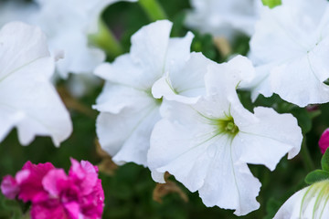 Petunia flowers in a flower bed in dew drops on the petals. close up