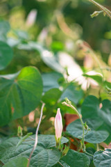 morning glory flowers at sunset . close up. background image