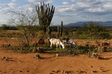 Kozy na pustyni Tatacoa w Kolumbii - obrazy, fototapety, plakaty