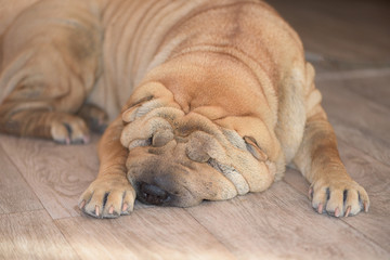 sharpei asleep. the folds on the face red