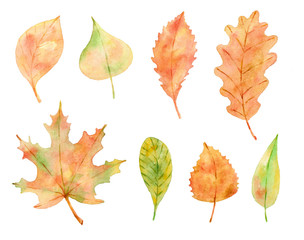 Watercolor collection of autumn leaves. 
