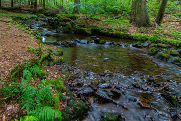 Obraz premium Thüringer Wald Vessertal Urwald Biosphärenreservat Suhl Vesser Bergbach