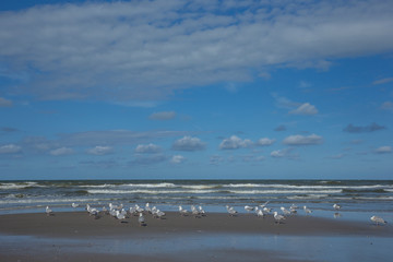Callantsoog Netherlands Northsea coast. Beach seagull