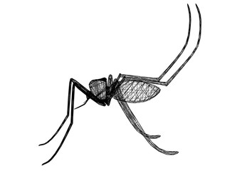 mosquito
