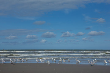 Callantsoog Netherlands Northsea coast. Beach seagull