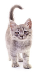 Obraz premium Kitten on white background.