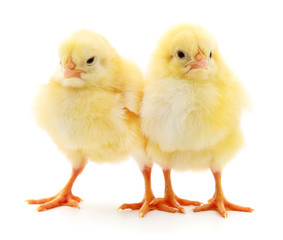 Two yellow chickens.