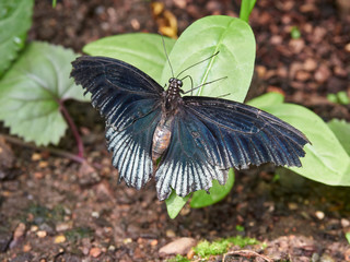 A Male Grey yellow Mormon Butterfly on a leaf, Papilio Iowi at a Butterfly Farm in the St Andrews Botanic Gardens, Fife, Scotland.