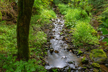 Fototapeta premium Thüringer Wald Vessertal Urwald Biosphärenreservat Suhl Vesser Bergbach